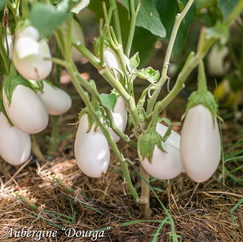 White eggplant Dourga, Белый баклажан Доурга